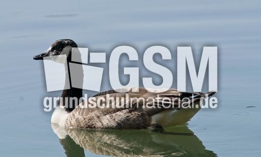 Kanadagans (6 von 15).jpg